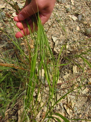 Achnatherum bromoides