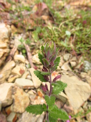 Teucrium chamaedrys nuchense