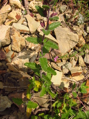 Teucrium chamaedrys nuchense