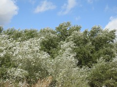 Populus alba