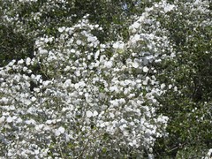 Populus alba