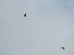 Phalacrocorax carbo