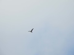 Phalacrocorax carbo