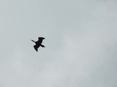 Phalacrocorax carbo