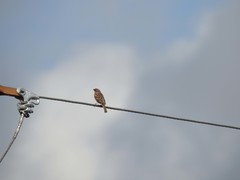 Passer montanus