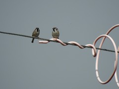 Passer montanus