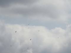 Ciconia ciconia