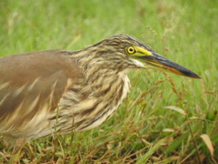Ardeola grayii