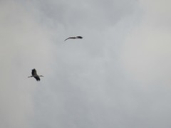 Ciconia ciconia