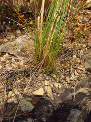 Stipa pontica