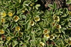 Potentilla tetrandra