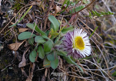 Erigeron eriocephalus