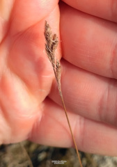 Festuca richardsonii