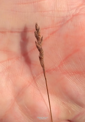 Festuca richardsonii