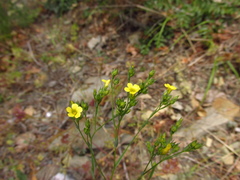 Linum corymbulosum