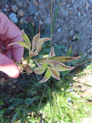 Gladiolus permeabilis