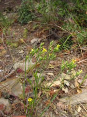 Linum corymbulosum