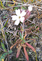 Silene involucrata