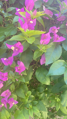 Bougainvillea