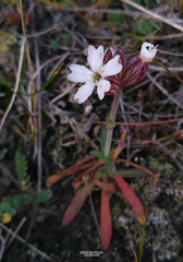 Silene involucrata