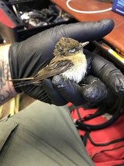 Empidonax difficilis