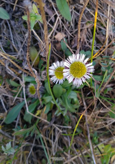 Erigeron eriocephalus