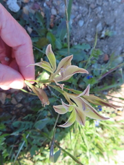 Gladiolus permeabilis