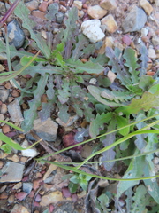 Gladiolus permeabilis
