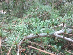 Cedrus atlantica