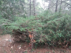 Cedrus atlantica