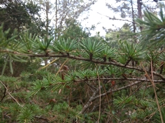 Cedrus atlantica