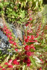 Blitum virgatum