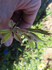 Gladiolus permeabilis