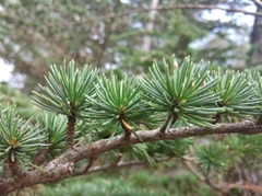 Cedrus atlantica