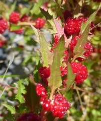 Blitum virgatum