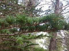 Cedrus atlantica