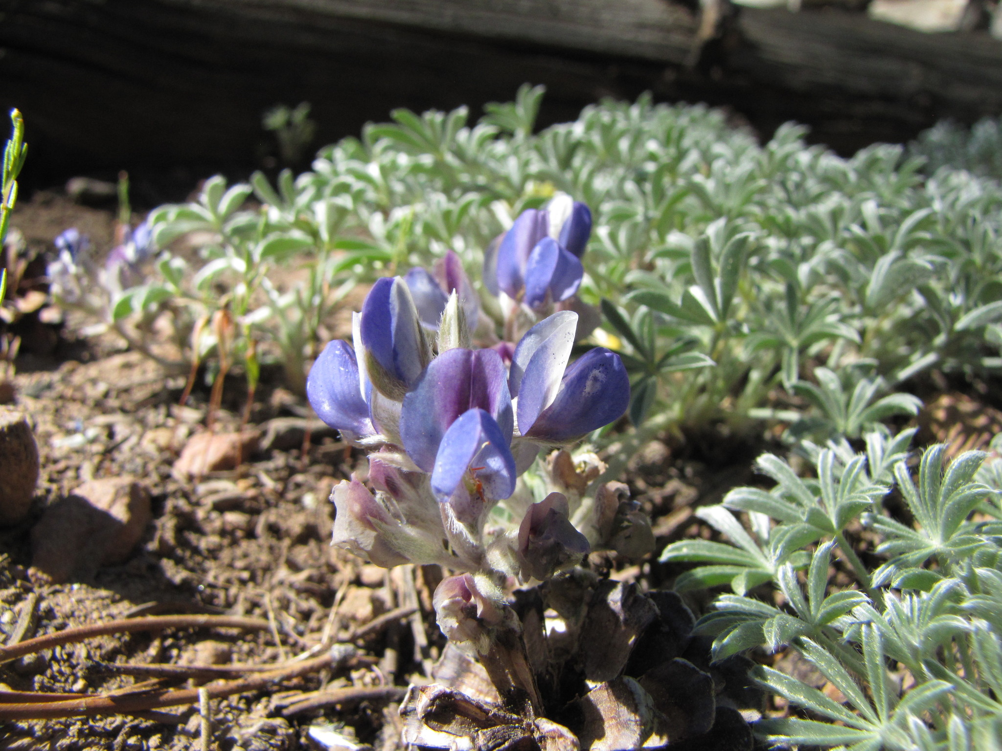 Lupinus breweri