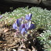 Brewer's Lupine - Photo (c) Neil O. Frakes, some rights reserved (CC BY-NC), uploaded by Neil O. Frakes