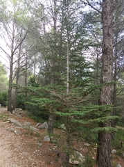 Cedrus atlantica
