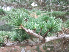 Cedrus atlantica