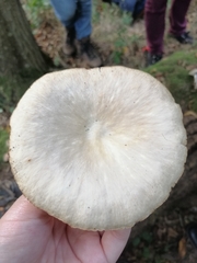 Pleurotus