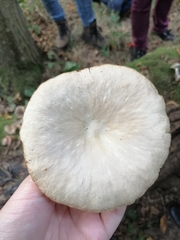 Pleurotus