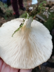Pleurotus
