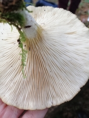 Pleurotus