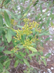 Bupleurum fruticosum