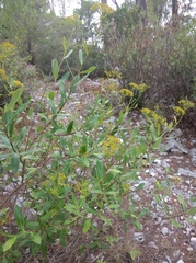 Bupleurum fruticosum