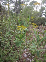 Bupleurum fruticosum