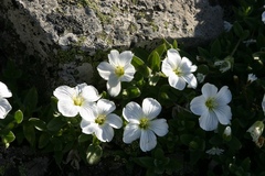 Cerastium lithospermifolium