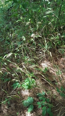 Hordeum murinum leporinum