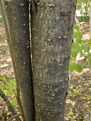 Syringa reticulata